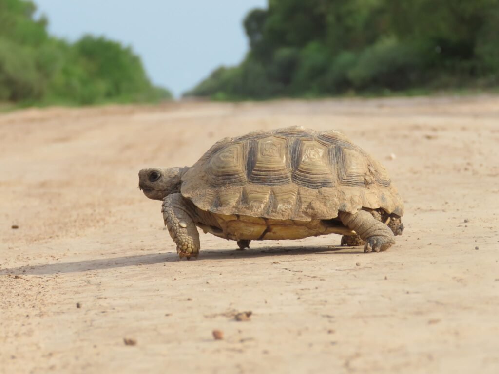 Tortuga argentina