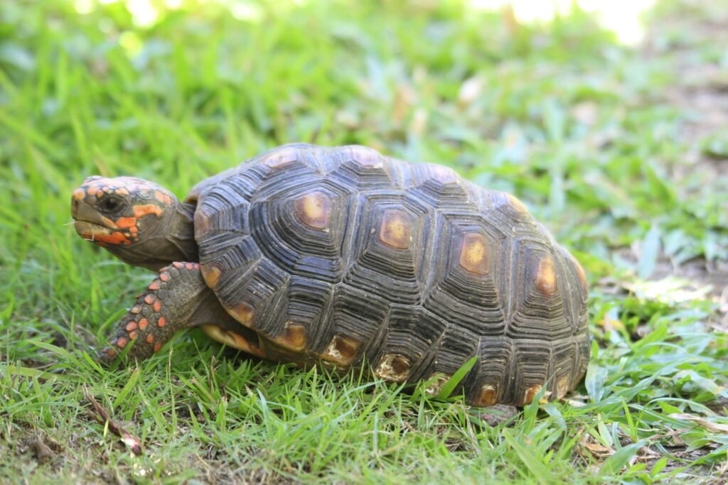 Tortuga de patas rojas