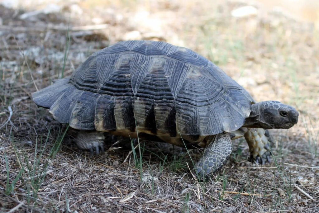 Tortuga marginada