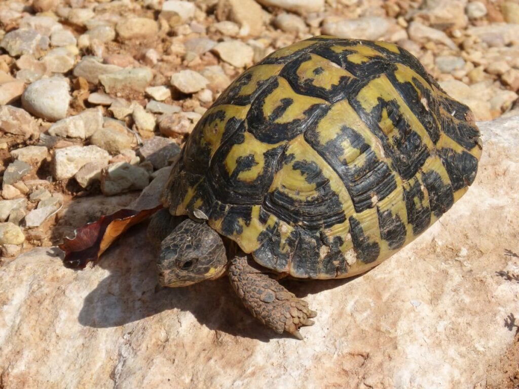 Tortuga mediterránea