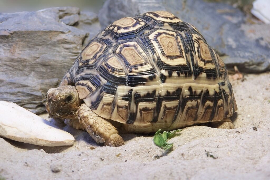 Tortuga pardalis
