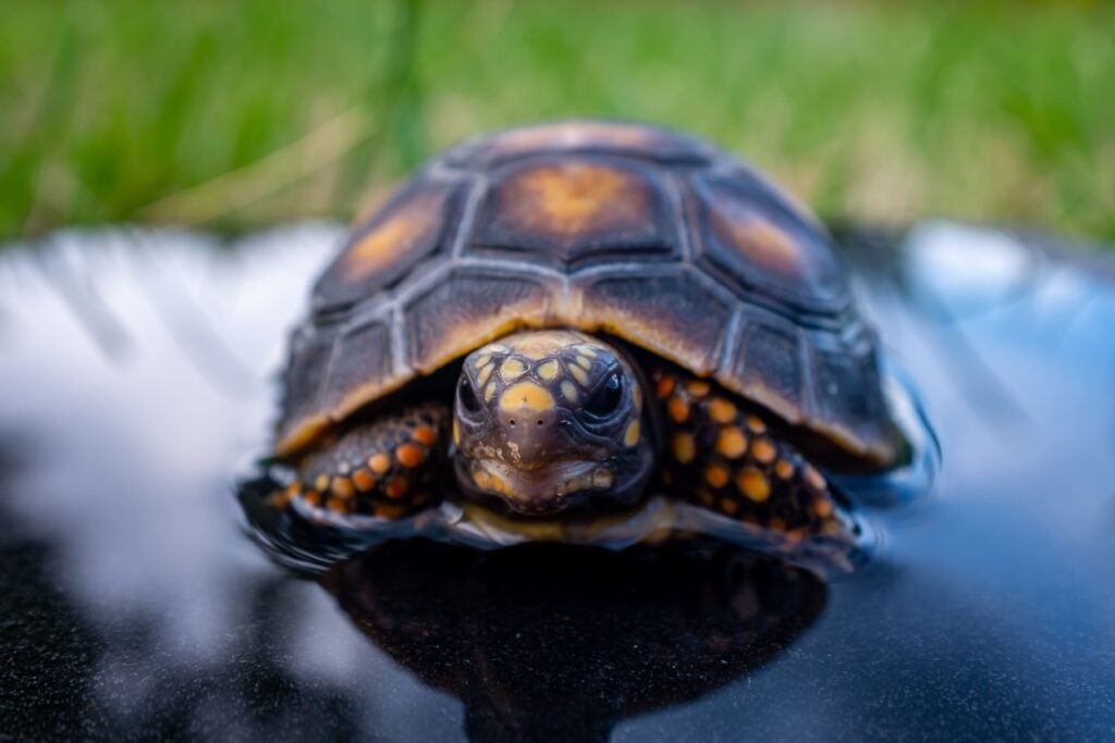 Tortuga de tierra bañándose