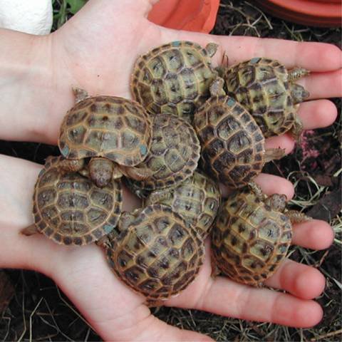 Crías de tortuga rusa