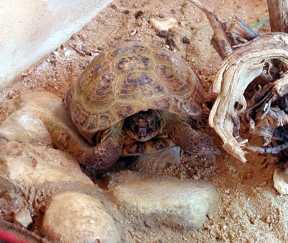 Hábitat tortuga rusa