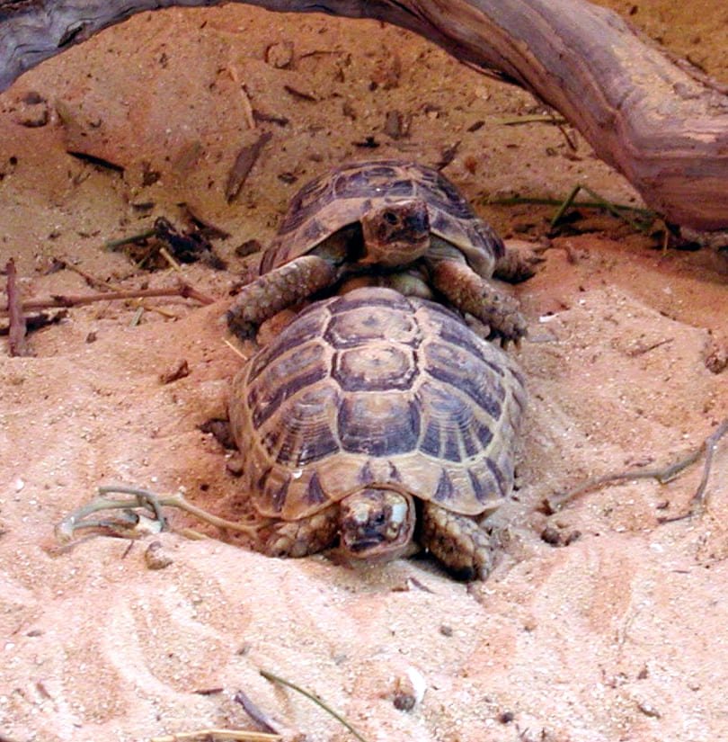 Reproduccion tortuga griega