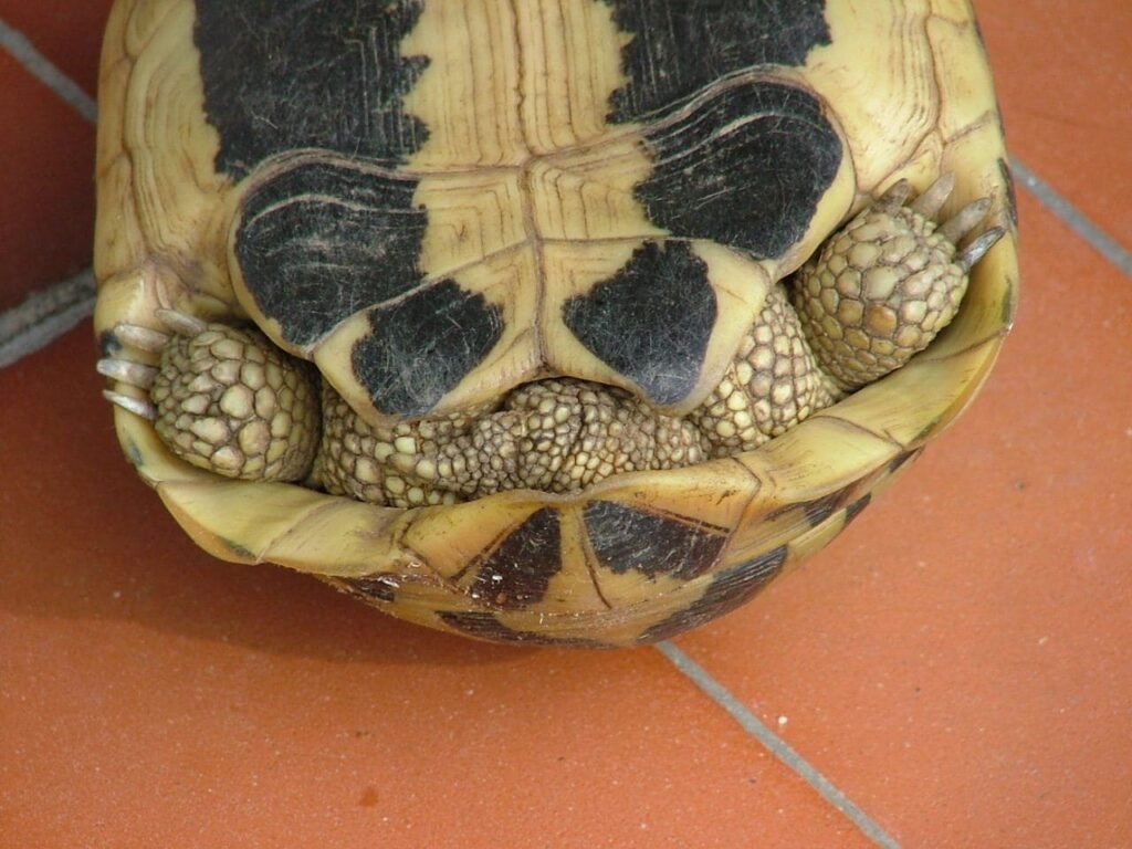 Características de la tortuga rusa