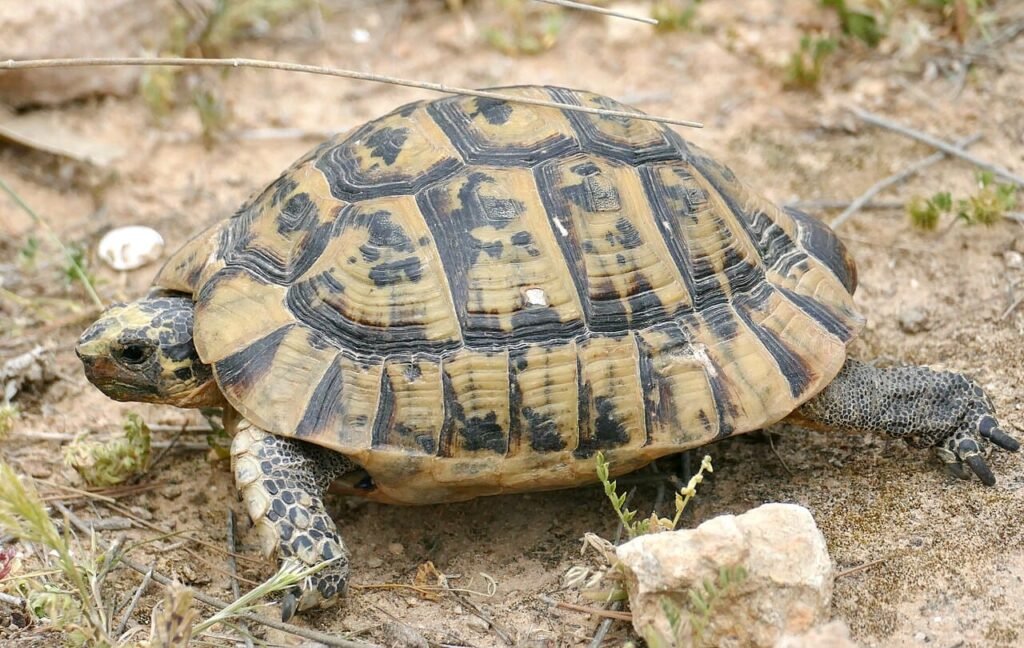 Tortuga griega