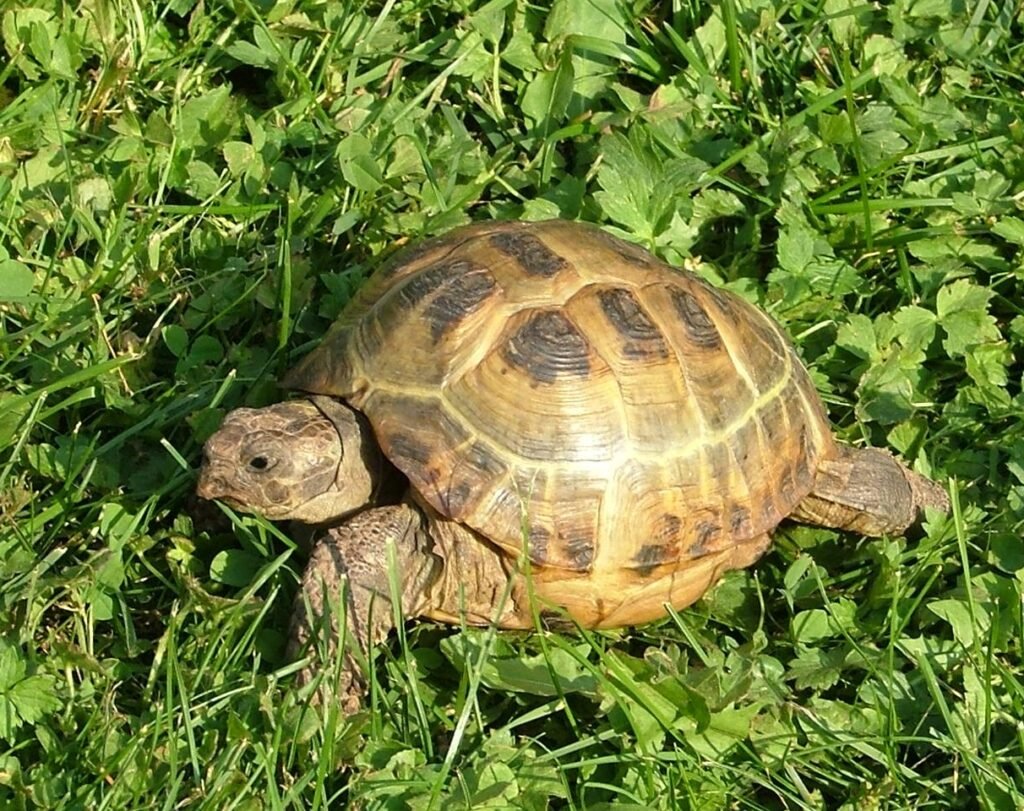 Tortuga rusa
