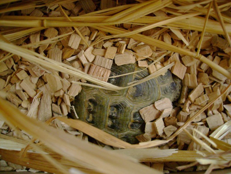 Hibernación tortuga rusa