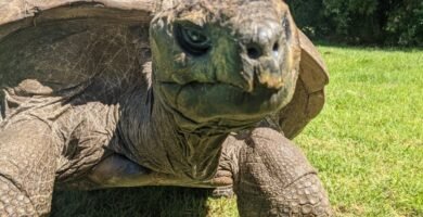 Tortuga más longeva del mundo