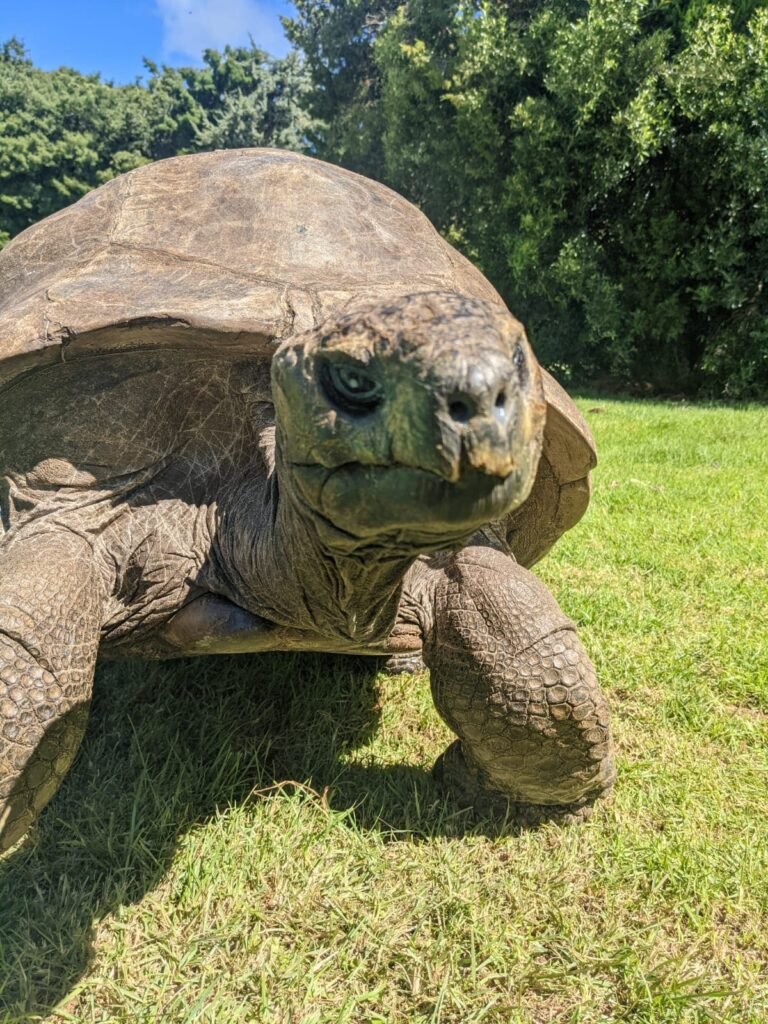 Tortuga más longeva del mundo