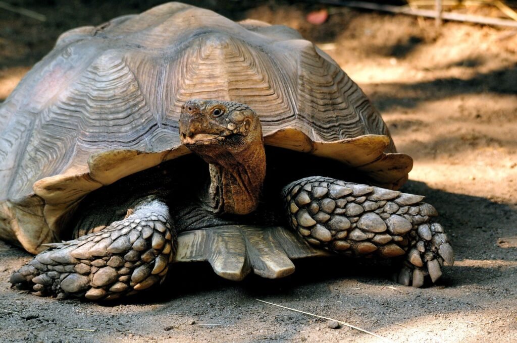 Tortuga sulcata