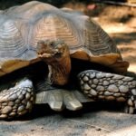 Tortuga sulcata