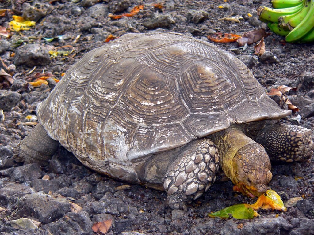 Tortuga sulcata alimentándose