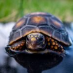 Tortuga de tierra bañándose