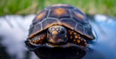 Tortuga de tierra bañándose