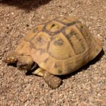 Tortuga mediterránea