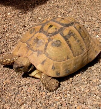 Tortuga mediterránea