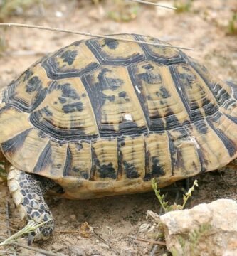 Tortuga griega